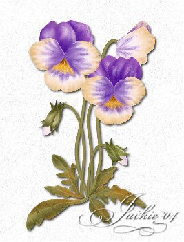 Suzi's Pansy