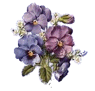 Pansy