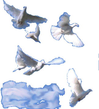 Colorado white doves releases 