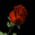 redrose_sm_blk.gif (7464 bytes)