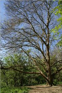 Country Park