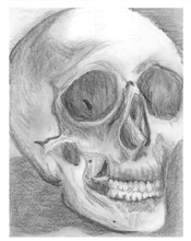 skull sketch