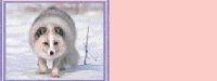 arcticfox01bg2