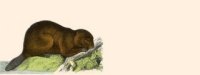 beaver01bg