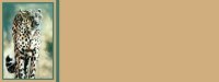 cheetah01bg1