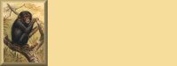 chimp01bg1