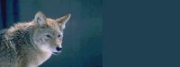 coyote01bg