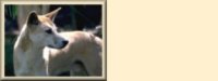 dingo01bg