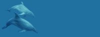 dolphin01bg