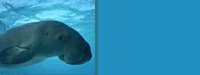 dugong01bg