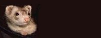 ferret01bg