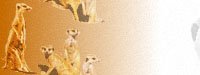 meerkat01bg