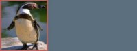 penguin01bg