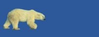 polar01bg