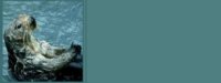 seaotter01bg