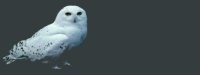sets/snowyowl01bg