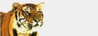 tiger01bg