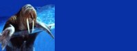 walrus01bg