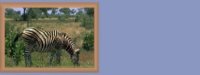 sets/zebra01bg