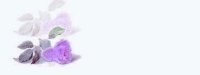 fallenrose05bg