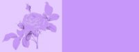 purple01bg