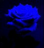 blue02