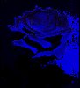blue03