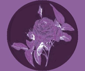 purple04