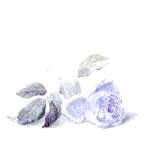purple05
