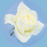 white01