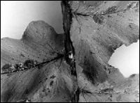 Scale insects