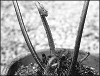 Fern stipe