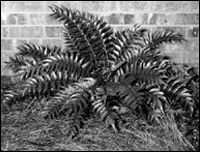 Holly fern