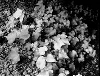 Prothallium