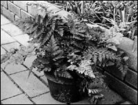 Leatherleaf fern