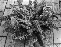 Curly fern