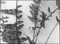 Shedding leaflets