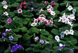 Examples of African Violets