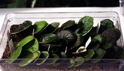 Propagation method example