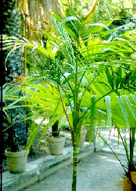 Palour Palm - Chamaedora elegans