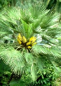 Dwarf or European Fan Palm - Chamaerops humilis