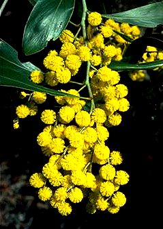 Golden Wattle Acacia pycnantha