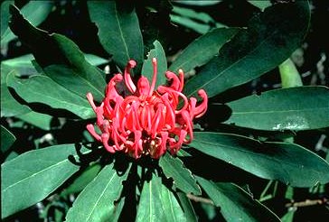 Victorian Waratah (T.oreades)