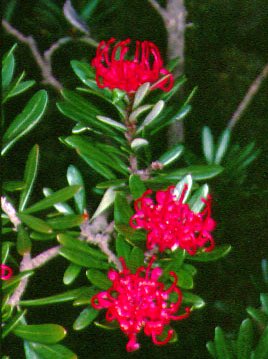 Tasmanian Waratah (T. truncata)