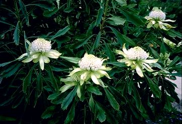 Extremely  RARE!!!  White Waratah