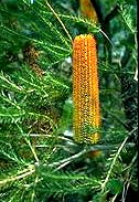 Heath Banksia