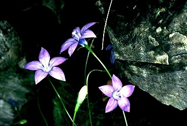 Royal Bluebell Wahlenbergia gloriosa