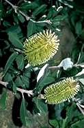Coast Banksia