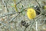Silver Banksia