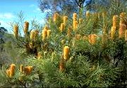 Banksia spinulosa